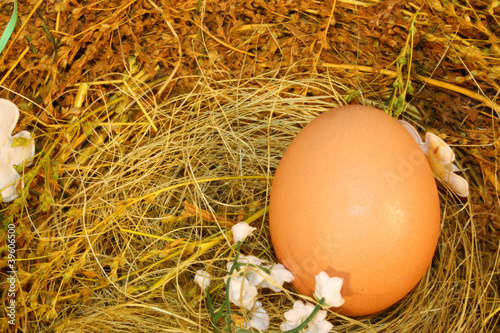 Fotografie egg in nest