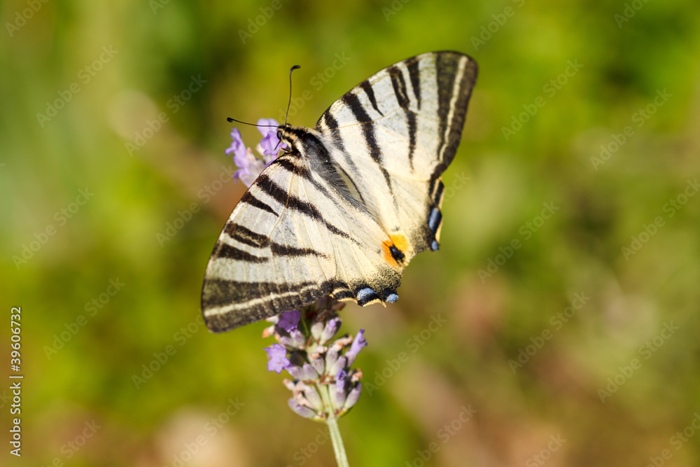 Old World Swallowtail on lavender flowers Old World Swallowtail on lavender flowers