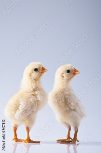 Two little chicken