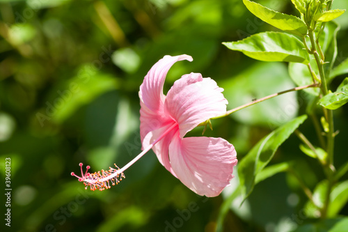 hibiscus  Flower photo