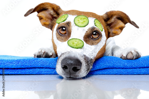 dog with a beauty mask photo