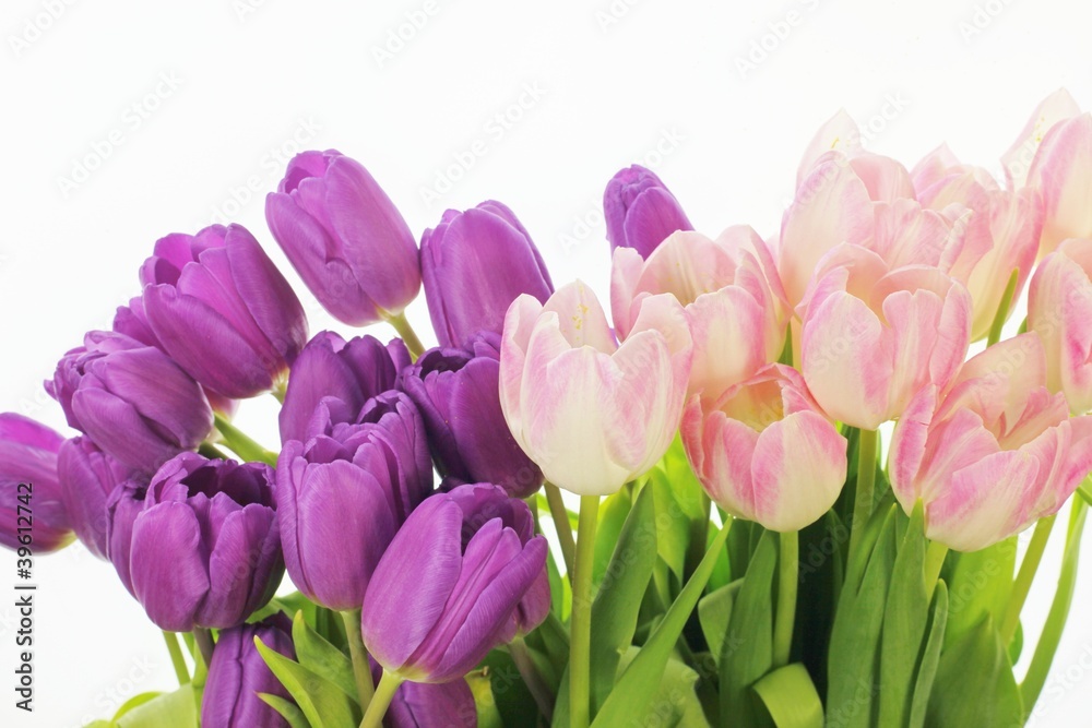 Fototapeta premium Tulpen