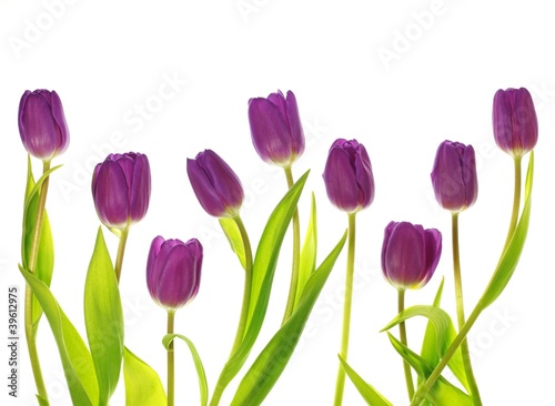 Fototapeta Naklejka Na Ścianę i Meble -  Tulpen