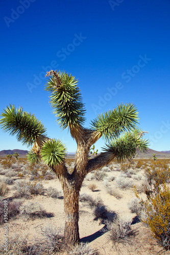 Josua-Palmlilien im Mojave Nationalpark Kalifornien