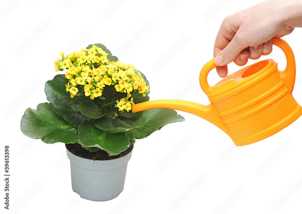 flowering houseplant watering from a watering can flowering houseplant watering from a watering can