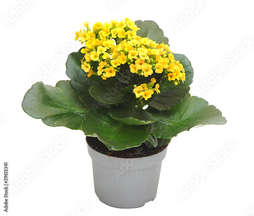 flower Kalanchoe