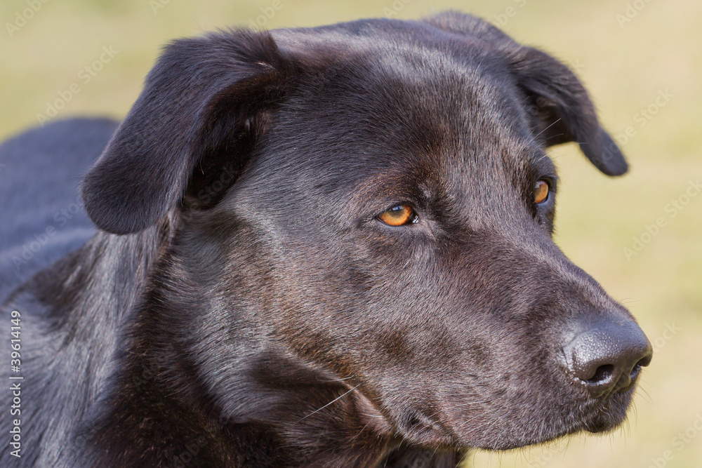 Portrait Hund Portrait Hund