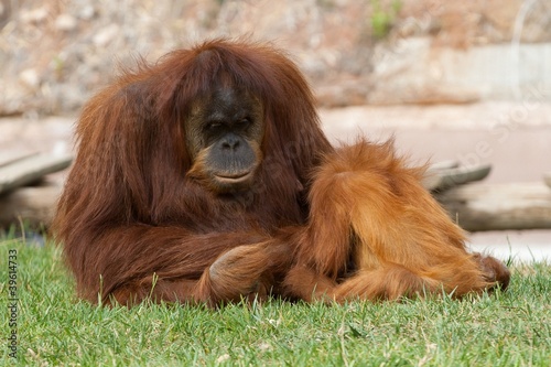 Orang utan