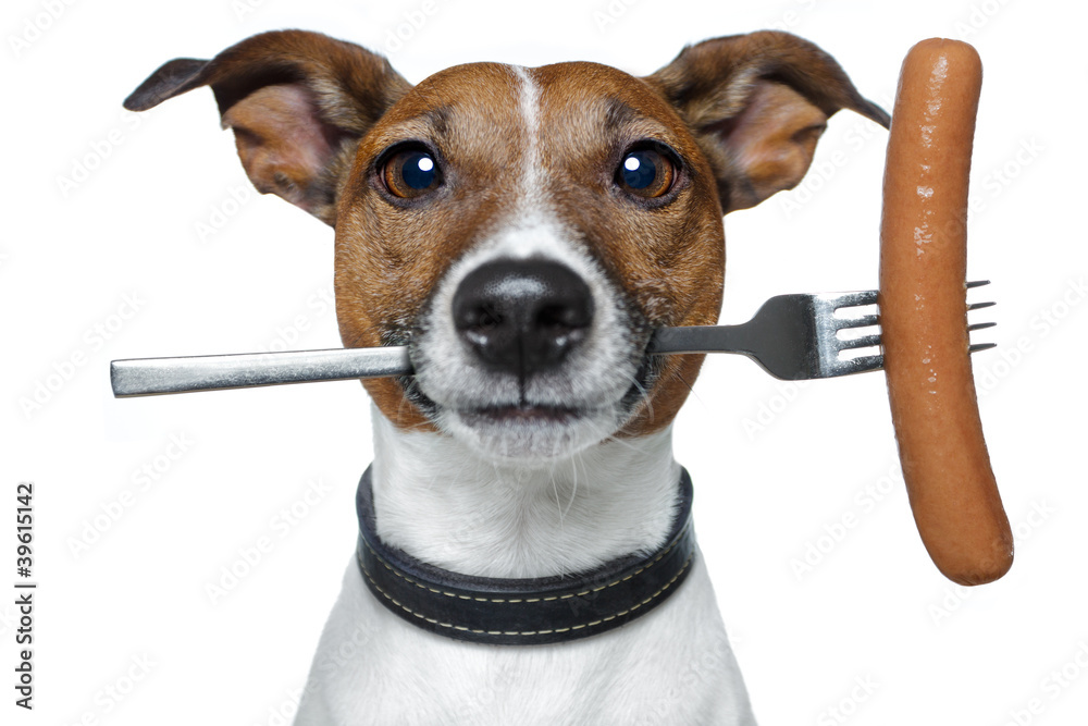 hungry dog with a sausage on the fork - obrazy, fototapety, plakaty 