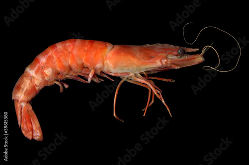 Big shrimp close up on black background