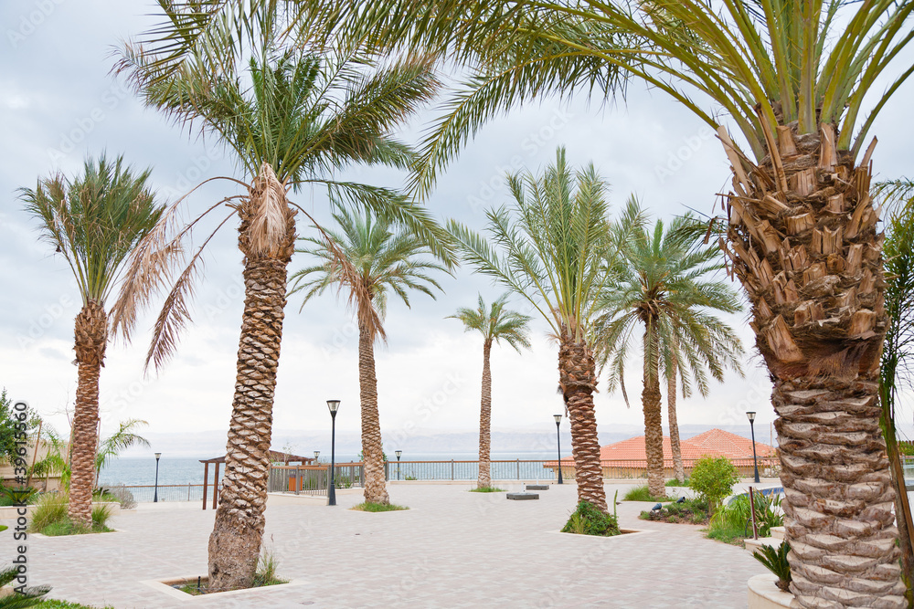 palm trees in resort on Dead Sea
