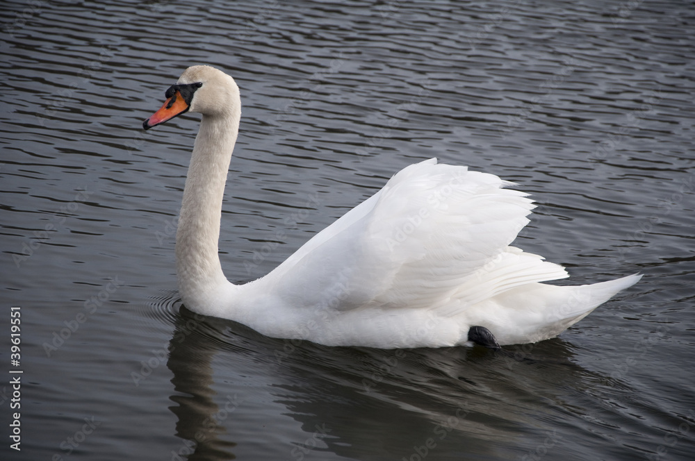 Fototapeta premium Swan 3924