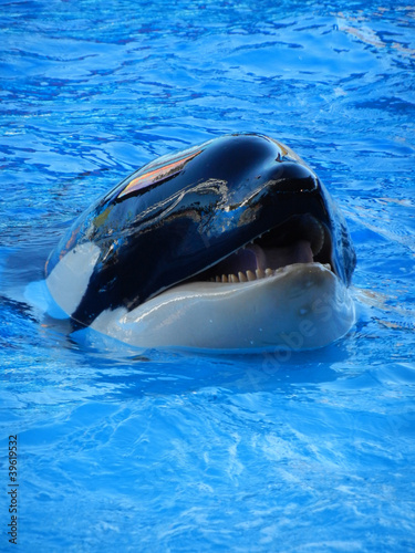 Orca whale