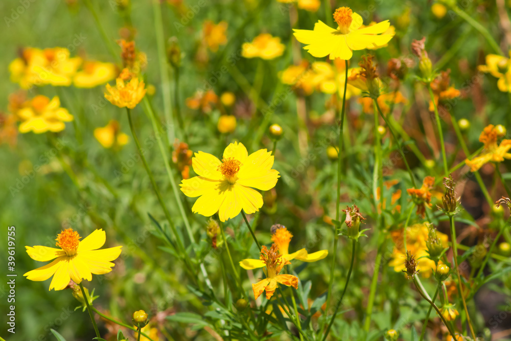 Marigold flowers