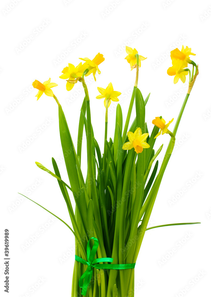 beautiful yellow daffodils isolated on white beautiful yellow daffodils isolated on white