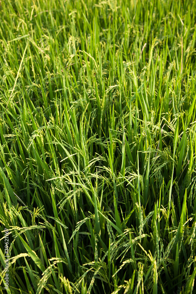 Rice and rice fields. Rice and rice fields.