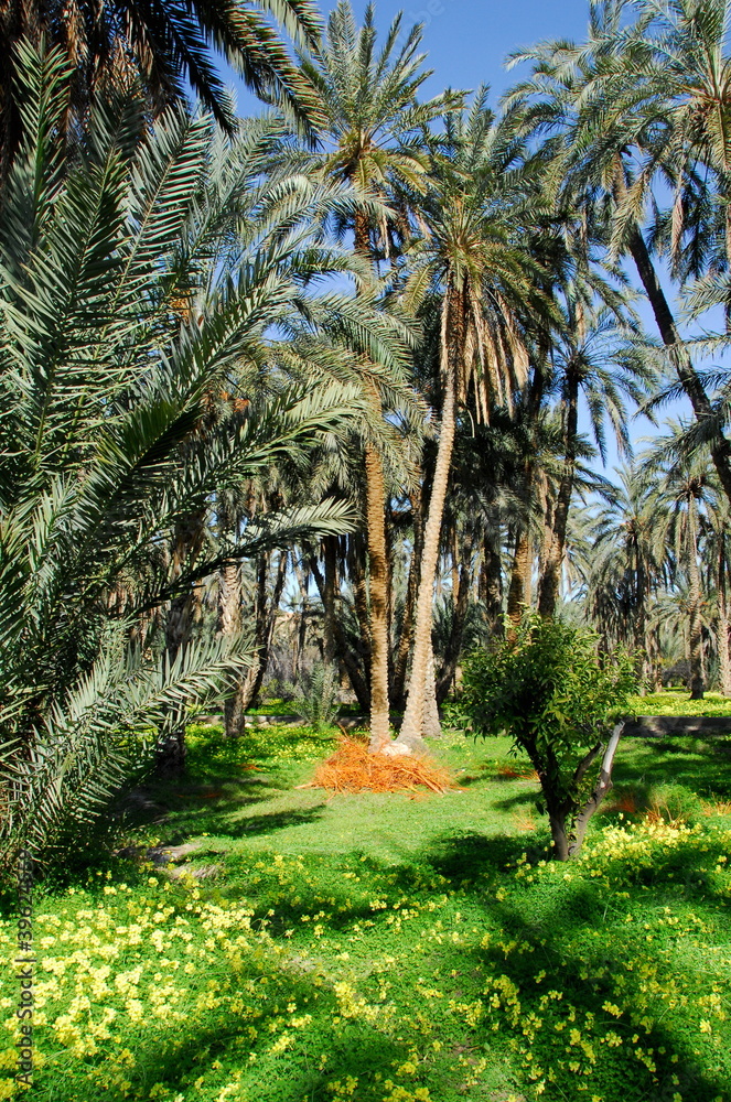 oasis de Mides, palmier dattier