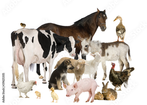 Group of farm animals © Eric Isselée