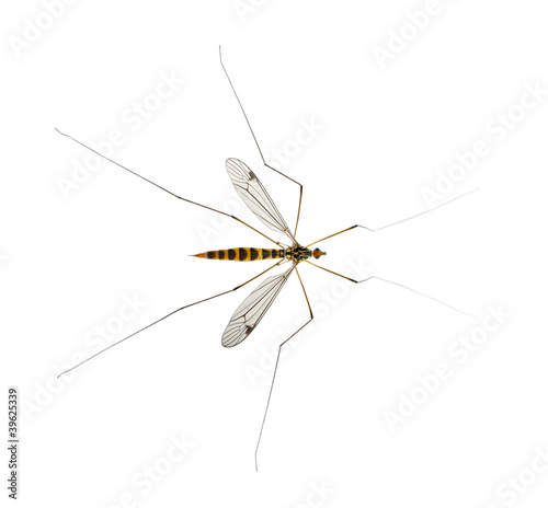 daddy long legs, mosquito, nephrotoma scalaris