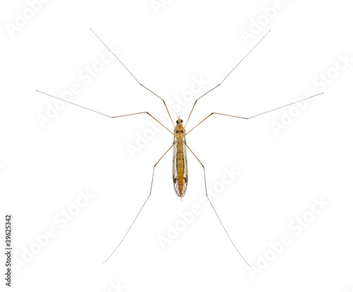 daddy long legs, mosquito, nephrotoma scalaris © Eric Isselée