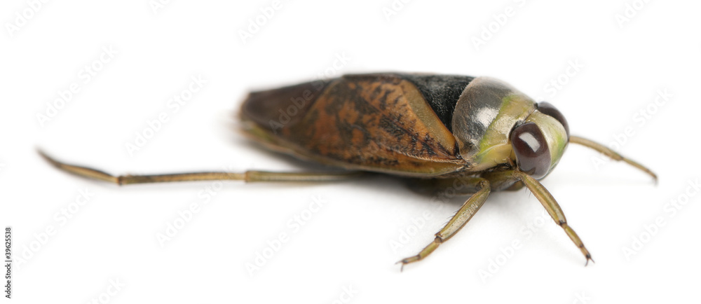 backswimmers - Notonecta glauca in front of a white background Stock ...