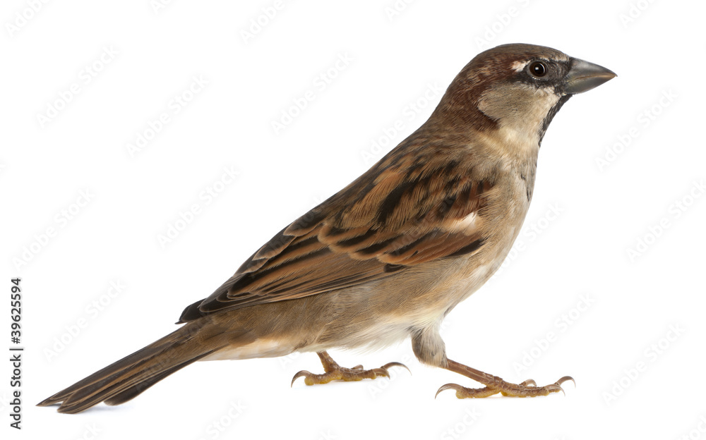 Fototapeta premium male House Sparrow - Passer domesticus (5 months old)