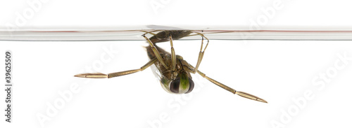 backswimmers - Notonecta glauca in front of a white background photo