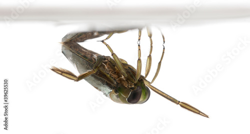 backswimmers - Notonecta glauca in front of a white background photo