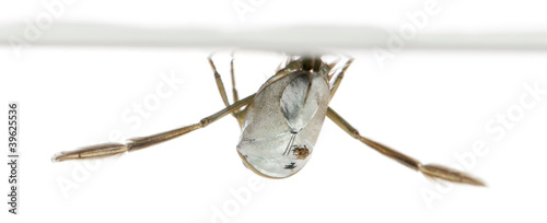 backswimmers - Notonecta glauca in front of a white background photo