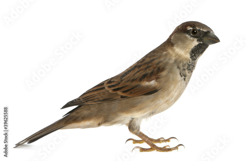 male House Sparrow - Passer domesticus (5 months old)