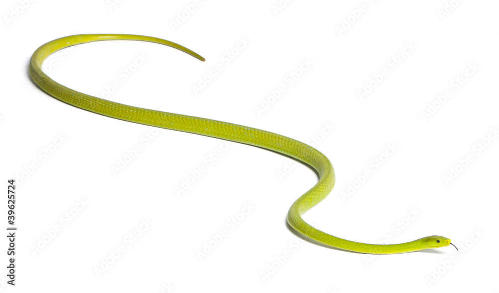 Eastern green mamba - Dendroaspis angusticeps, poisonous Eastern green mamba - Dendroaspis angusticeps, poisonous