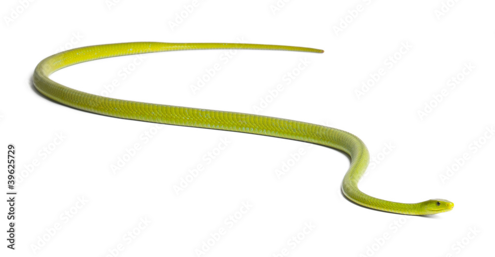 Eastern green mamba - Dendroaspis angusticeps, poisonous Eastern green mamba - Dendroaspis angusticeps, poisonous