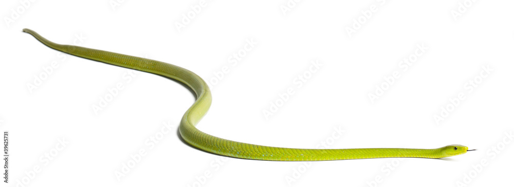 Eastern green mamba - Dendroaspis angusticeps, poisonous Eastern green mamba - Dendroaspis angusticeps, poisonous