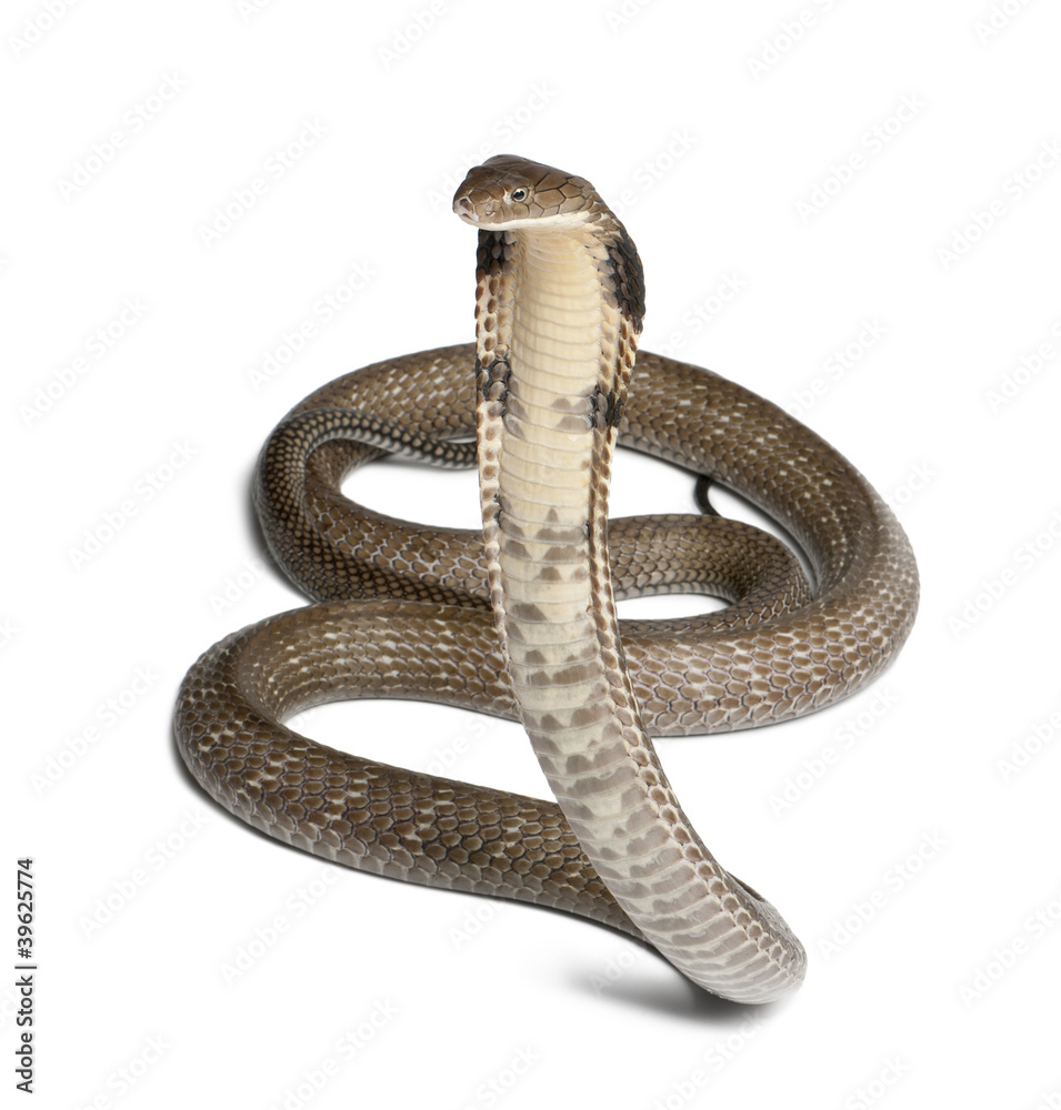 Naklejka premium king cobra - Ophiophagus hannah, poisonous