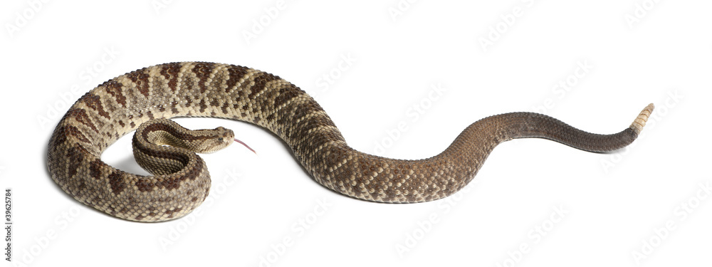 Naklejka premium South American rattlesnake - Crotalus durissus, poisonous