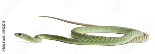 Fotografie Western green mamba  - Dendroaspis viridis, poisonous