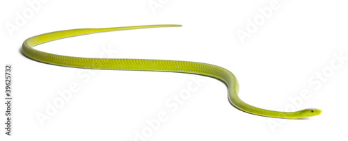 Tableau sur toile Eastern green mamba  - Dendroaspis angusticeps, poisonous