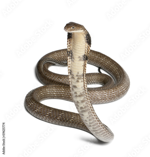 king cobra - Ophiophagus hannah, poisonous