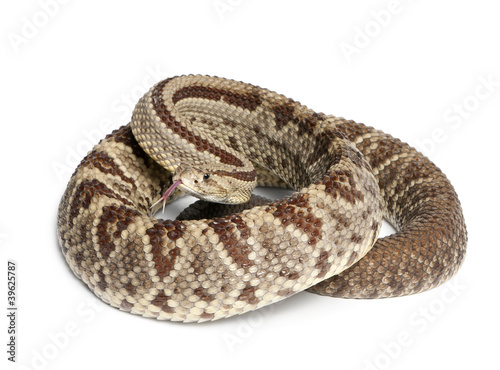 South American rattlesnake - Crotalus durissus, poisonous