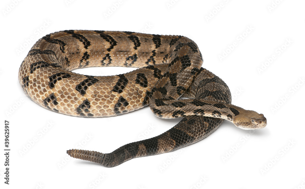Obraz premium Timber rattlesnake - Crotalus horridus atricaudatus
