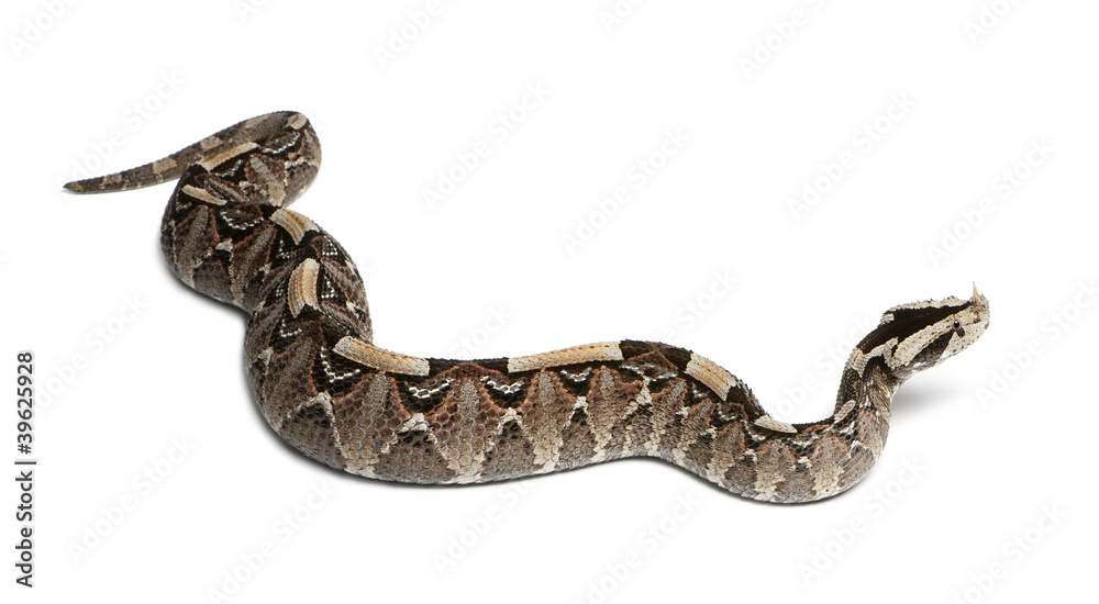 rhinoceros viper, river jack - Bitis nasicornis X gabonica rhinoceros viper, river jack - Bitis nasicornis X gabonica