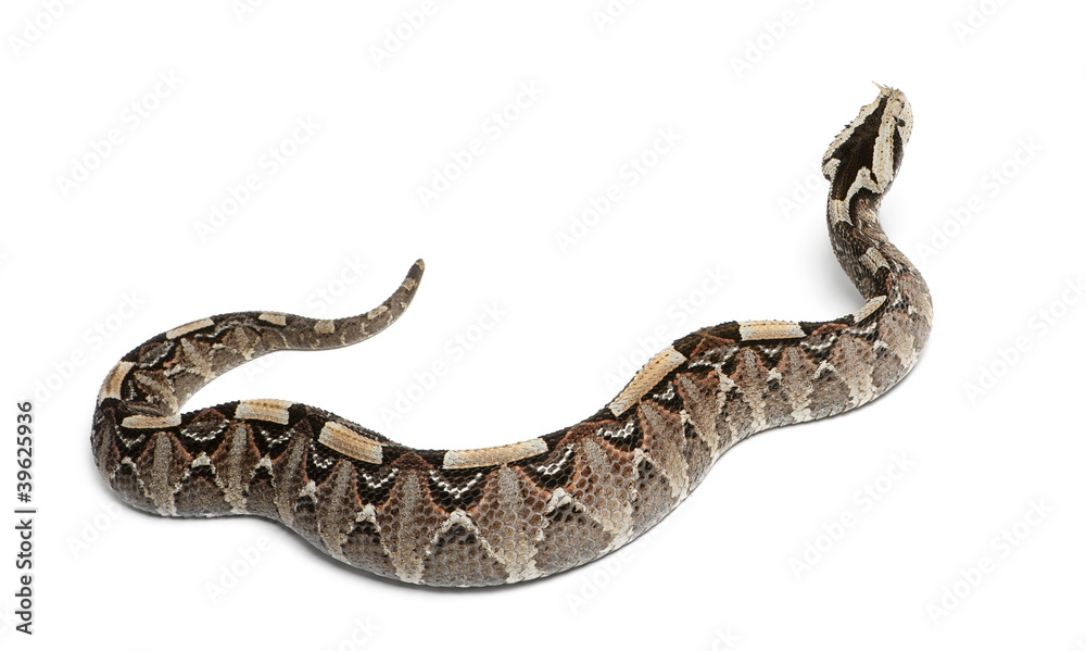 rhinoceros viper, river jack - Bitis nasicornis X gabonica rhinoceros viper, river jack - Bitis nasicornis X gabonica