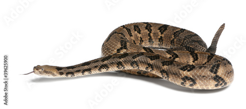Timber rattlesnake - Crotalus horridus atricaudatus photo