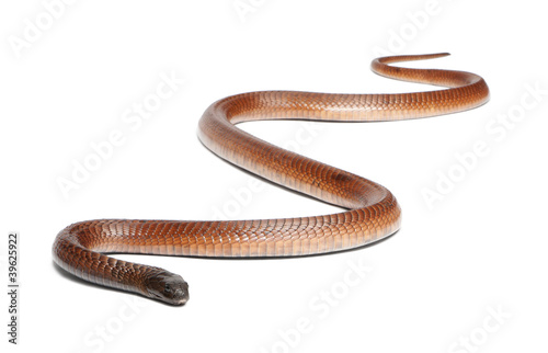 Egyptian cobra - Naja haje, poisonous