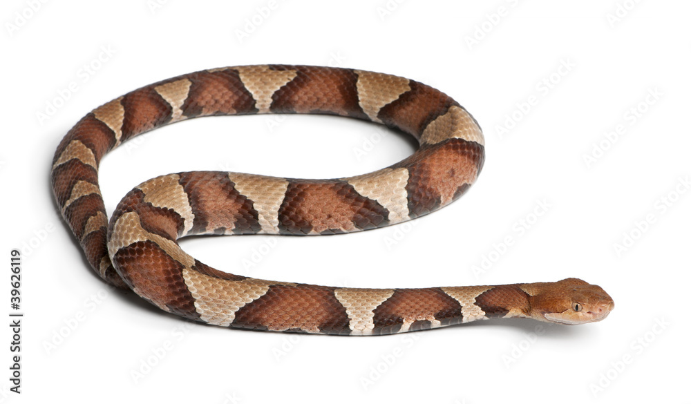 Copperhead snake or highland moccasin - Agkistrodon contortrix Copperhead snake or highland moccasin - Agkistrodon contortrix