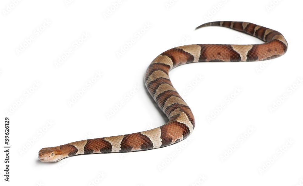 Copperhead snake or highland moccasin - Agkistrodon contortrix Copperhead snake or highland moccasin - Agkistrodon contortrix