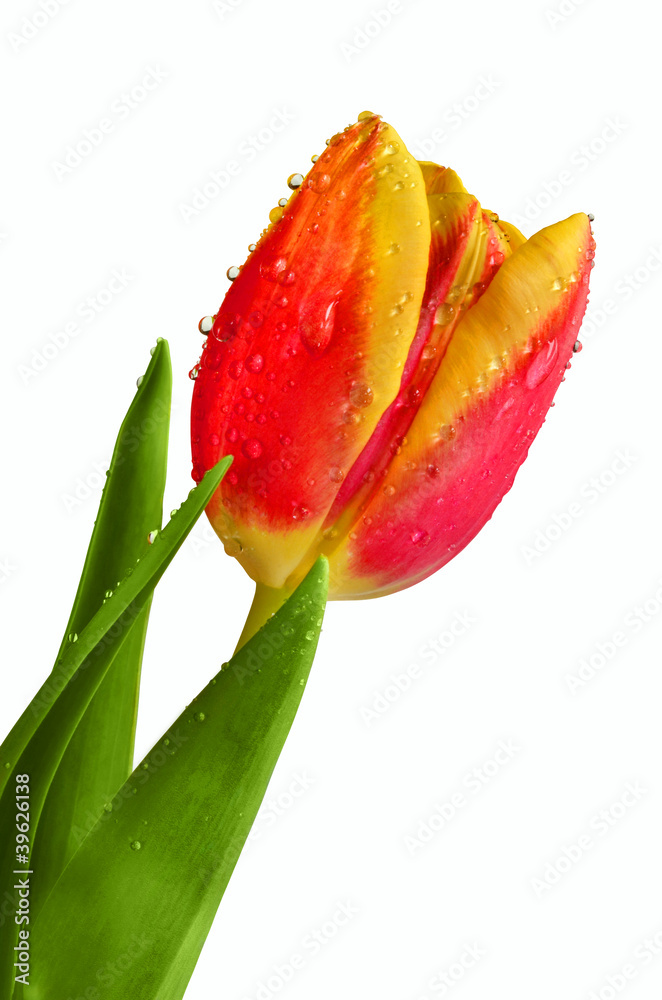 Naklejka premium Tulip