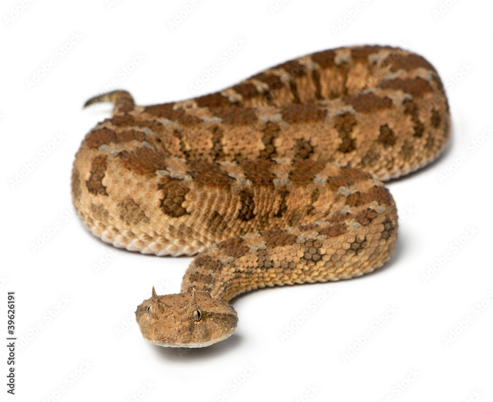 Saharan horned viper - Cerastes cerastes, poisonous Saharan horned viper - Cerastes cerastes, poisonous