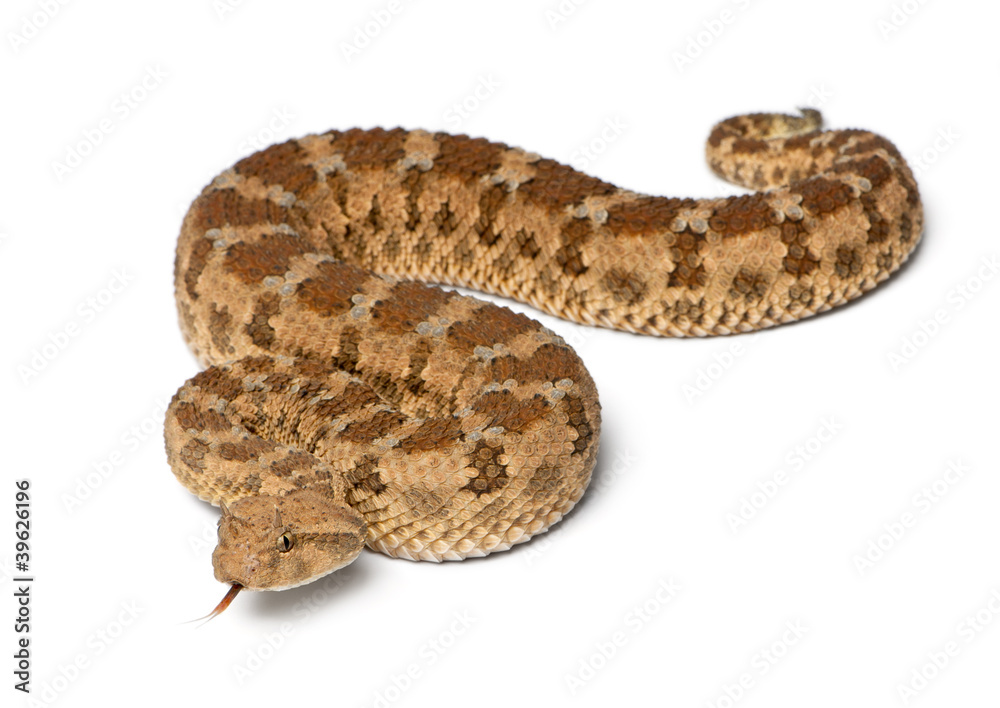 Saharan horned viper - Cerastes cerastes, poisonous Saharan horned viper - Cerastes cerastes, poisonous