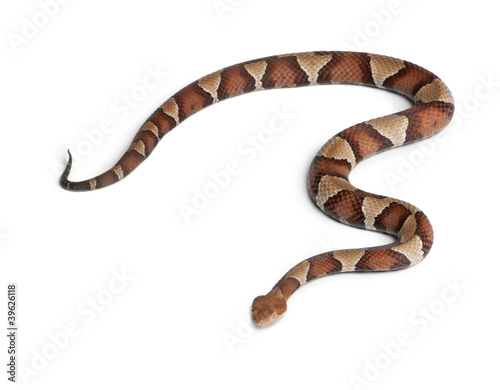 Copperhead snake or highland moccasin - Agkistrodon contortrix